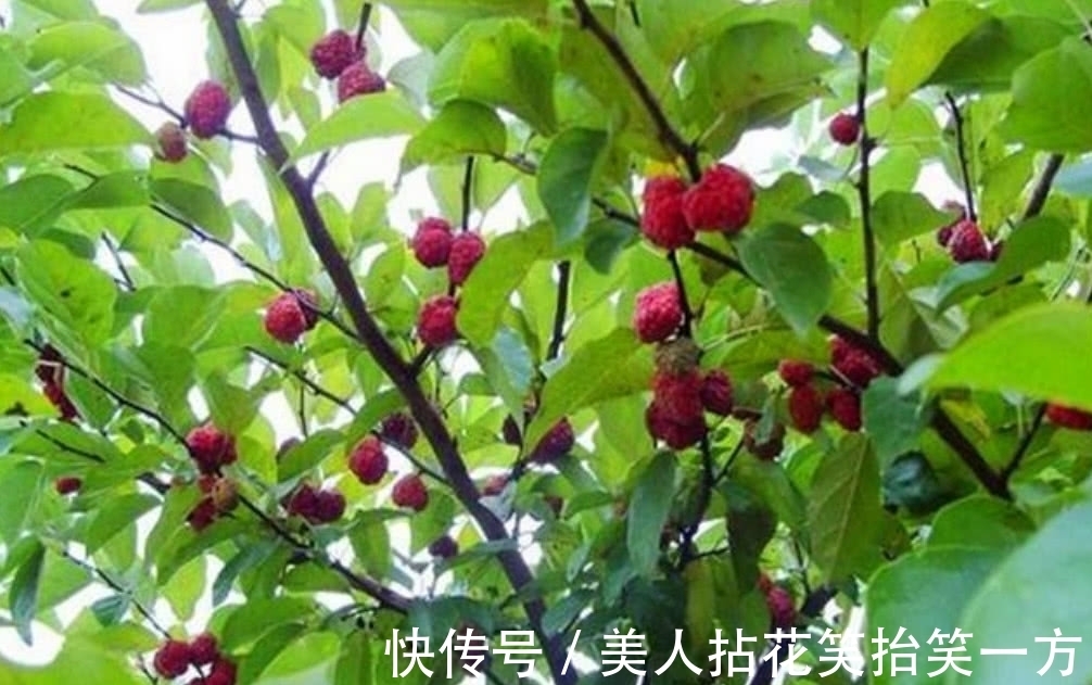 农村|农村这罕见的树木,它曾是皇帝的御用树,现如今想找到都困难!