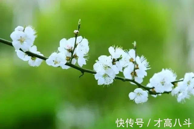 江月@100首春天唯美古诗词(值得收藏)