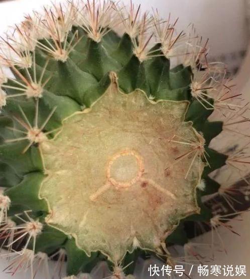 仙人球烂了别急!狠狠心“使劲砍”,十天又冒根,起死回生