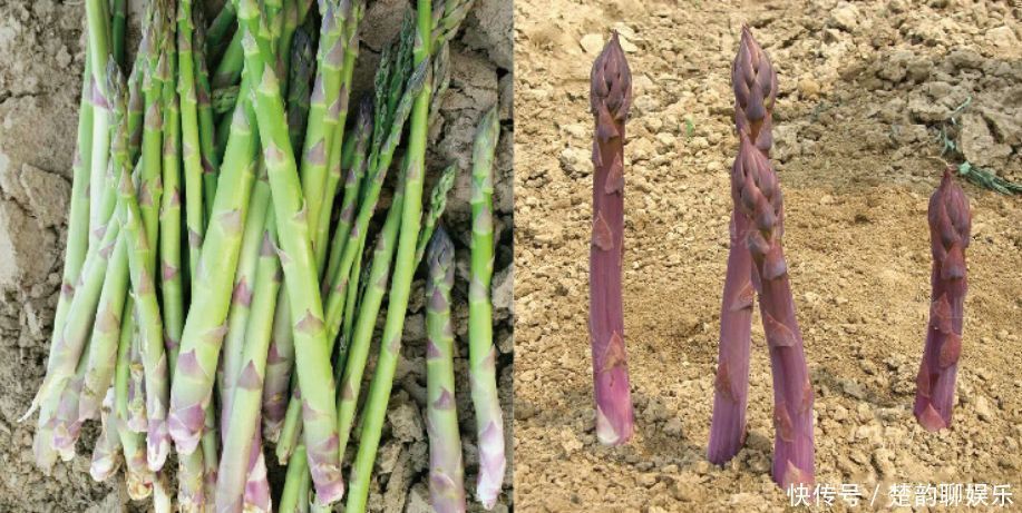 买芦笋时,遇到这3种芦笋不买,再便宜也要亏