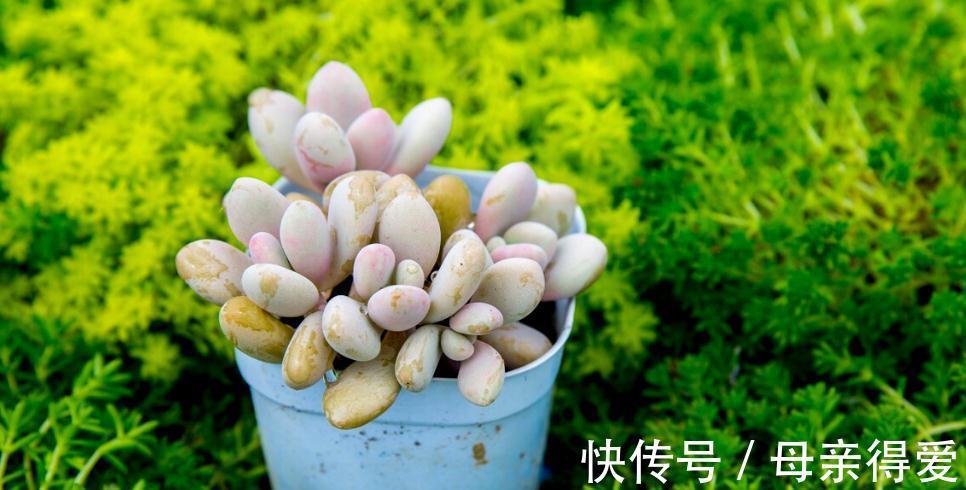 多肉植物|白眉多肉怎么养,白眉需要注意哪些事项