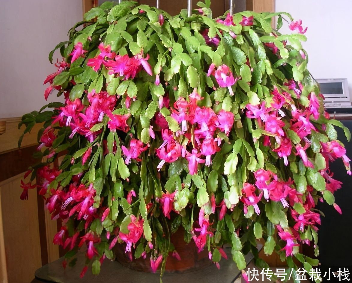 蟹爪兰|蟹爪兰不开花?肥料没选对,多用功都白搭