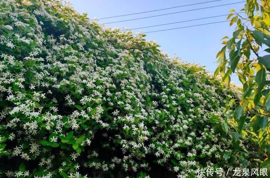 很好养的3种花，养室外养庭院里，一片繁花，芳香漂亮