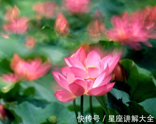 运势|9月中旬，吉星照耀，4属相桃花朵朵，生活越来越美好