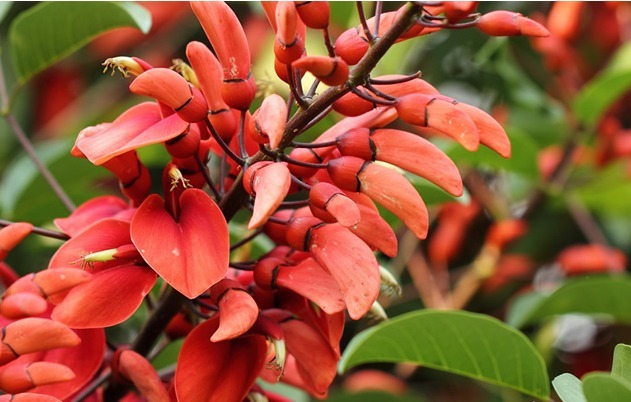 养个色彩鲜艳的刺桐,只需要三个小技巧,开花好看花量还不小