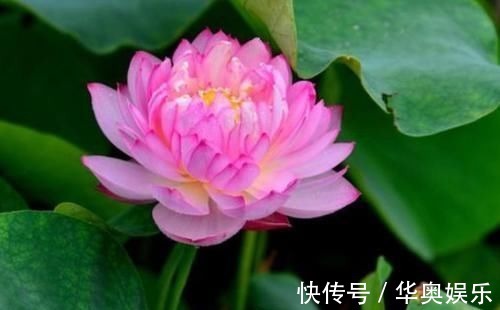 月季|适合养在室内的5种花，给点阳光就灿烂，开花爆盆很简单，真漂亮