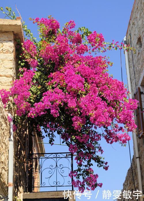 养三角梅6年,摸索出1个简单的扦插方法,成活率90%以上!