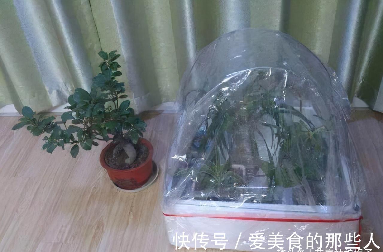 天气越来越冷,很多花“熬不过冬”学会这些好方法,花卉安全越冬