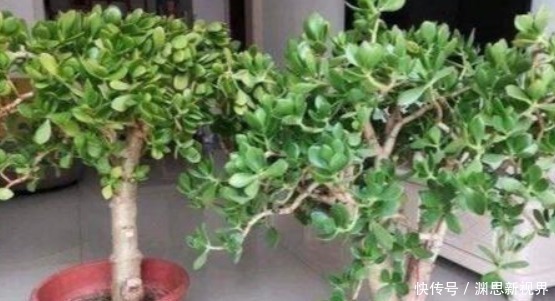 什么水果皮、黄豆水都不如“它”，盆里埋1勺，一年都不用施肥