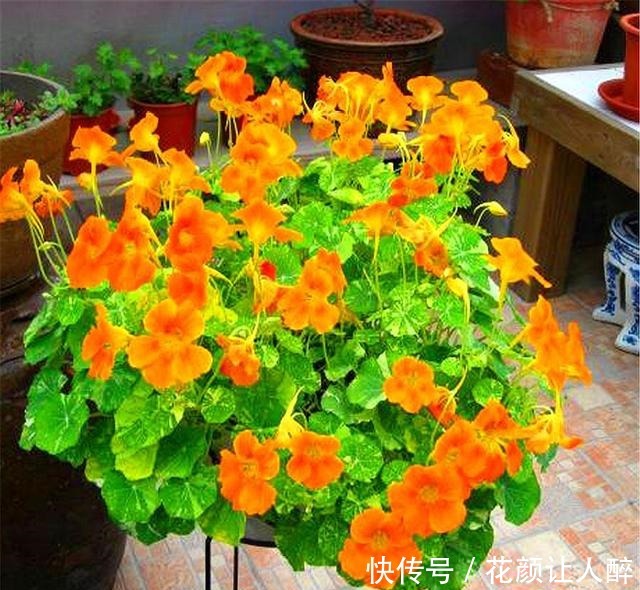 1种花,叶子精致花朵娇艳,香气浓郁全年开花,轻松阳台变花海