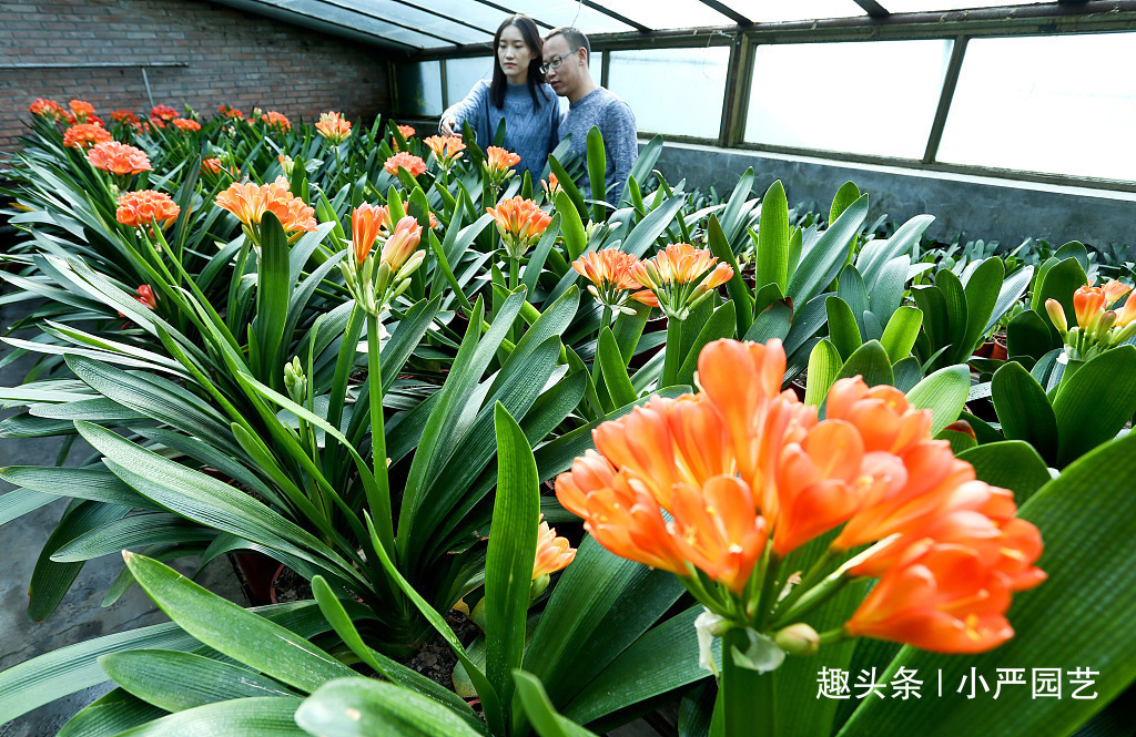 新手养君子兰，这个浇水方法“一劳永逸”