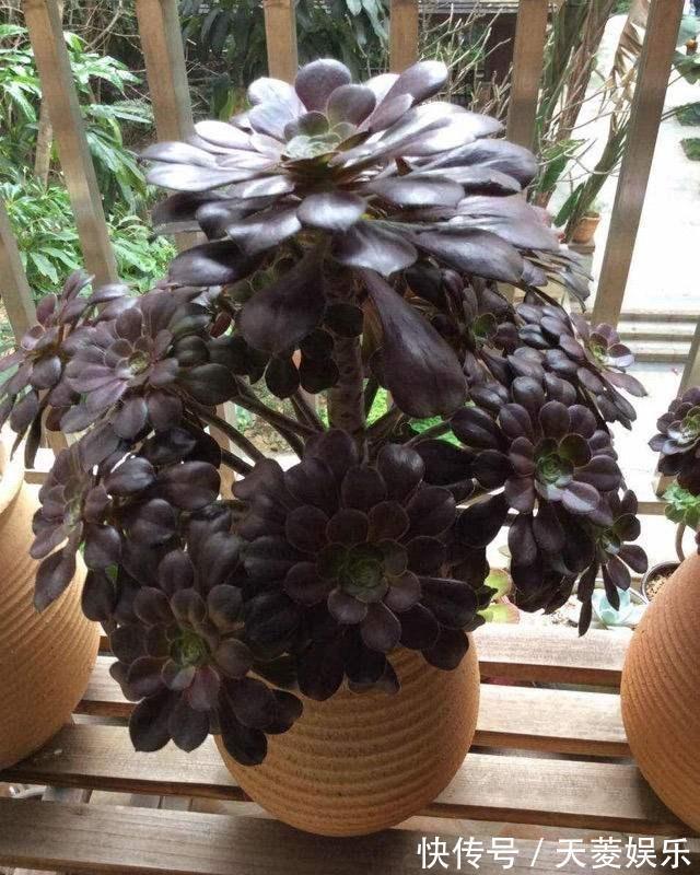 老桩|多肉“黑法师”的一生,从小苗到“假老桩”,半年窜了一米高