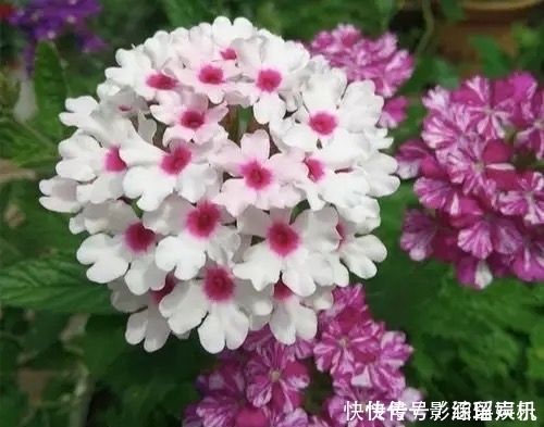 有院子就养这几种花,漂亮又吉利,越养越顺心