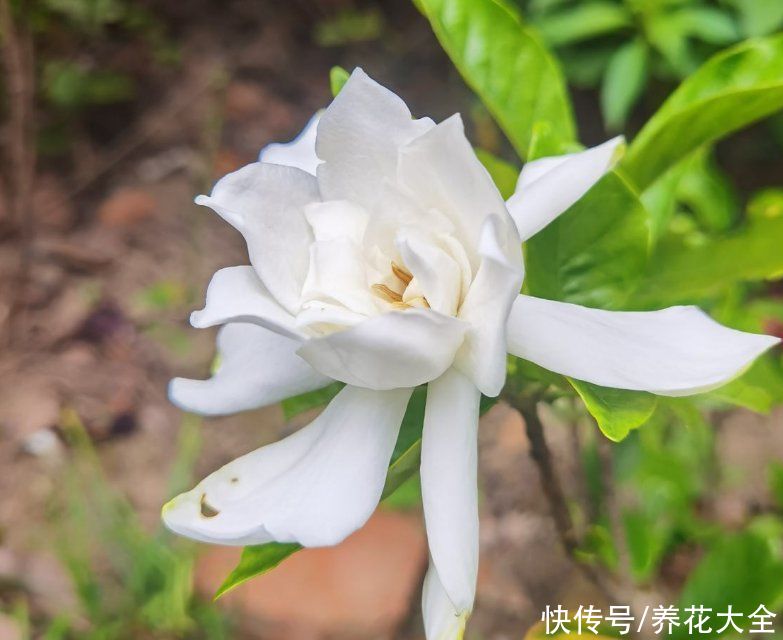 腐烂根|公认的“必死花”，买过N次，实在是太难养了