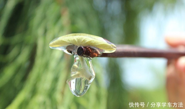 像江南小仙女一样鲜灵灵的水八仙,在秋天发出邀请函