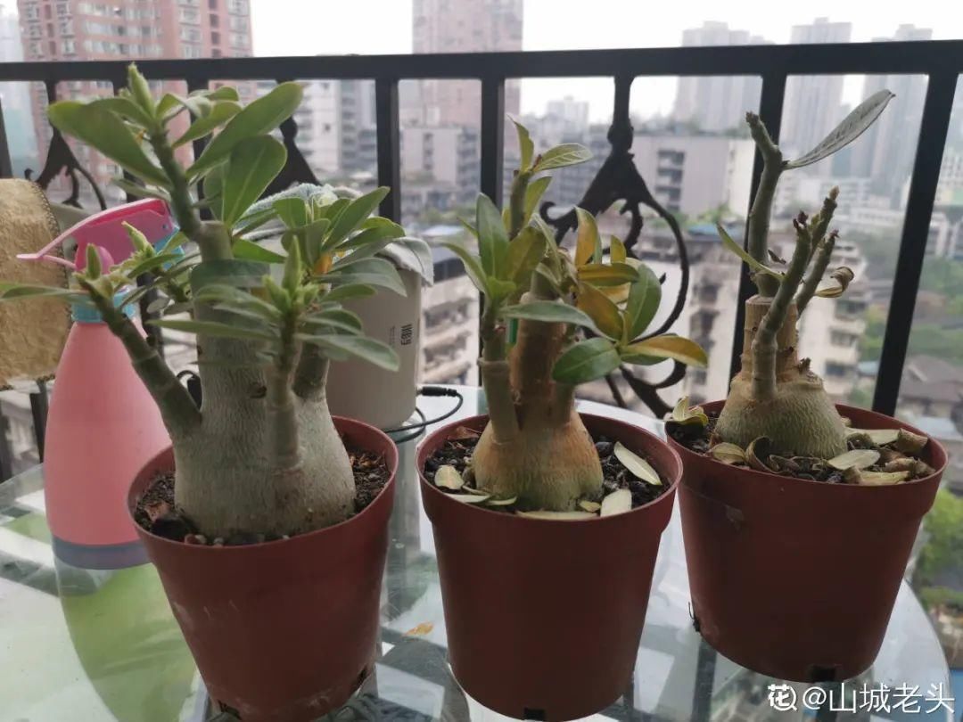 栀子花叶子发黄，是求救信号，不管花就容易死