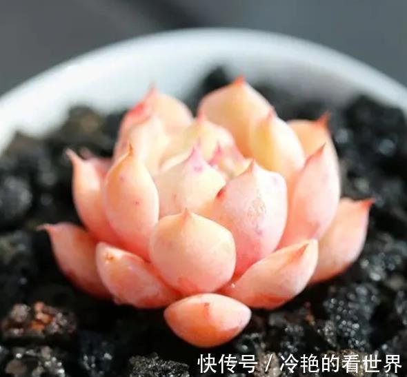 6种经典的粉色系多肉,叶片肥厚颜值高,仙气十足惹人爱