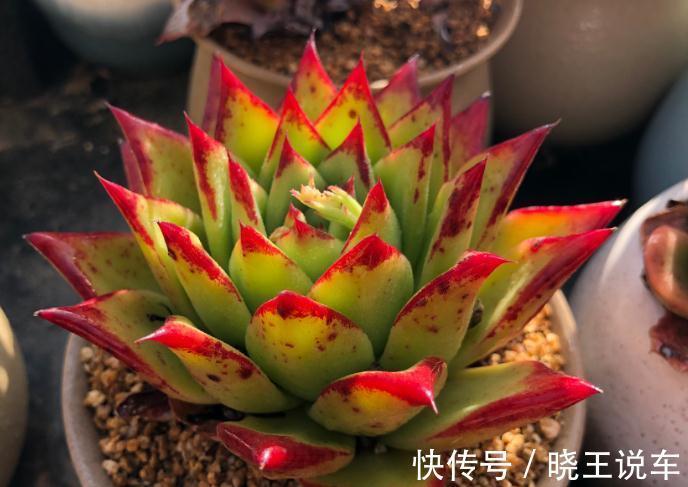 好看好养,度夏无忧,能够养出自信的十款多肉植物推荐