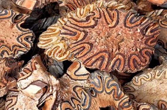 生命力|此种野生物,现可遇不可求,在民间十分珍贵,值得被我们珍惜保存