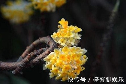 野生植物|这个植物，俗称“打结花”，树枝碰一起就会打结，价值丰富！
