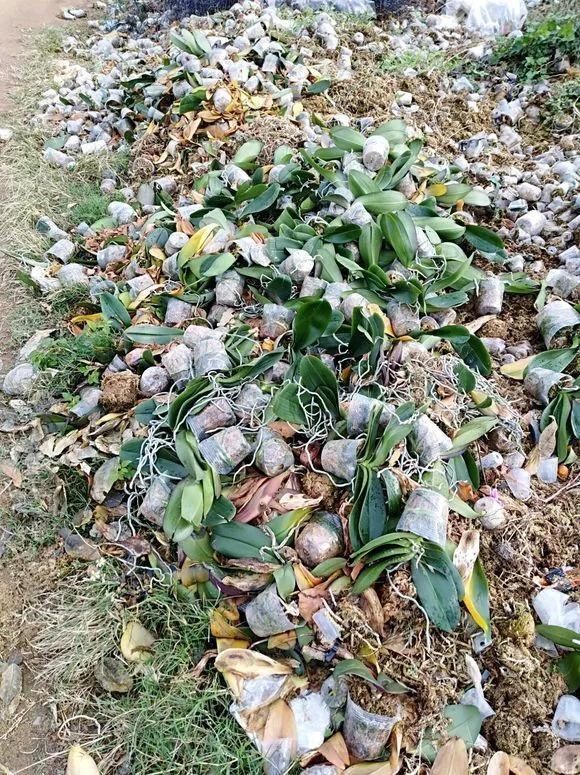 路边被人丢掉的名贵花,丢人也要捡,种盆里就开花