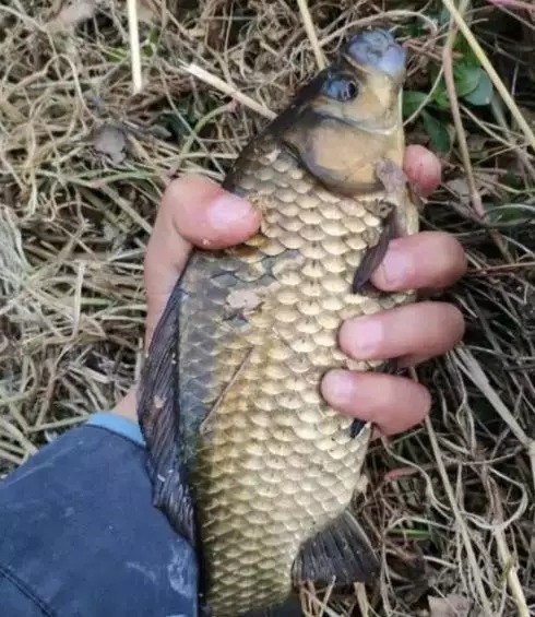 天冷了鱼不好钓?教你一种实用钓法,温度再低也能钓板鲫