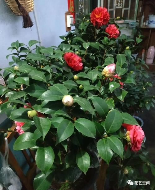 茶花难养活,问题出在这三点,多做2步,迎刃而解