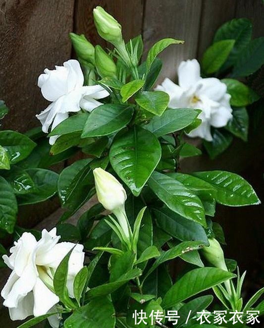 开春后,栀子花要“狠心剪”,10天喝一次“营养水”,花朵猛爆!