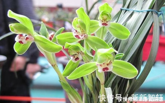 浇水|掌握室内养兰“6要素”，再难养的兰花也不烂根，长势好年年开花