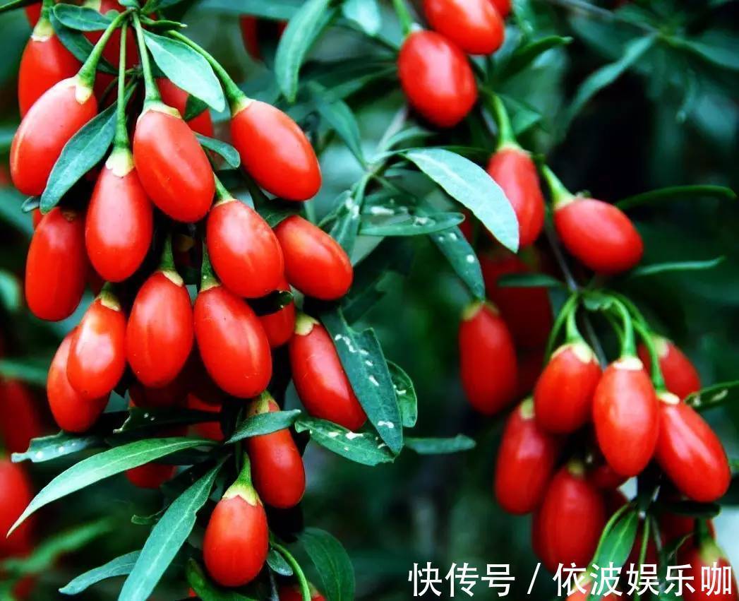 只养花太单调,家中也可以盆栽果树,有3种果树,盆栽结果量大