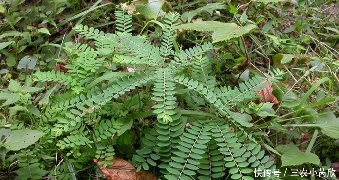 叶下珠|农村此野菜,叶子下挂满“珍珠”,是天然的“乙肝抑制药”,珍惜