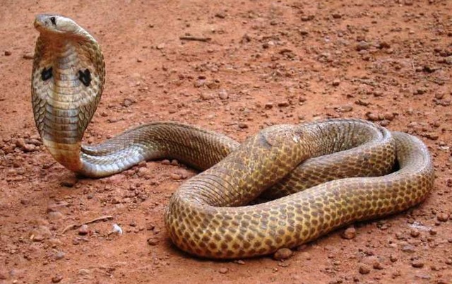 阿柏怪|《宝可梦》来源与生态阿柏怪和现实的眼镜蛇竟然还有不同