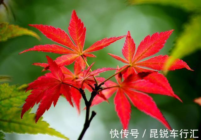 院子里有空地就种这“三种树”，没地挤挤也要种，寓意深远还旺家