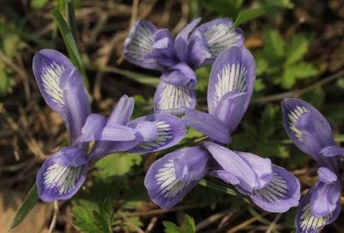 “马兰花马兰花，风吹雨打都不怕”，童谣马兰花究竟是什么花？