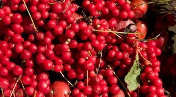 长期用麦冬、人参、五味子一起泡水喝,这个好处意想不到