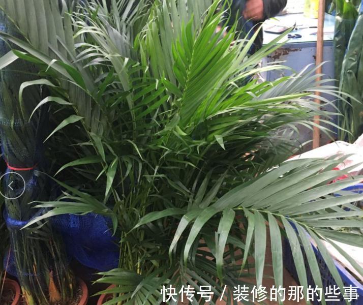 不怕冷的10种花，冬天没暖气，也能安全过冬