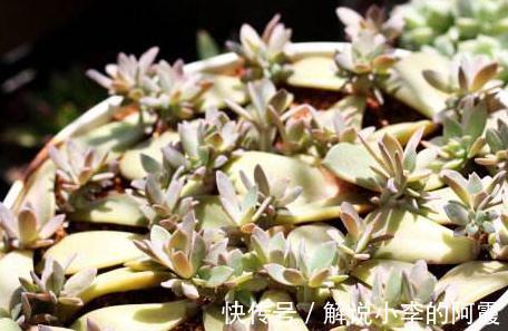 多肉植物|多肉植物新手叶插常问的几个小问题,学一下开始种肉吧