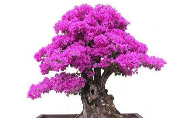 盆景|三角梅养成盆景又美又飒，爬成花墙热情浪漫，爆花成球秘诀在这