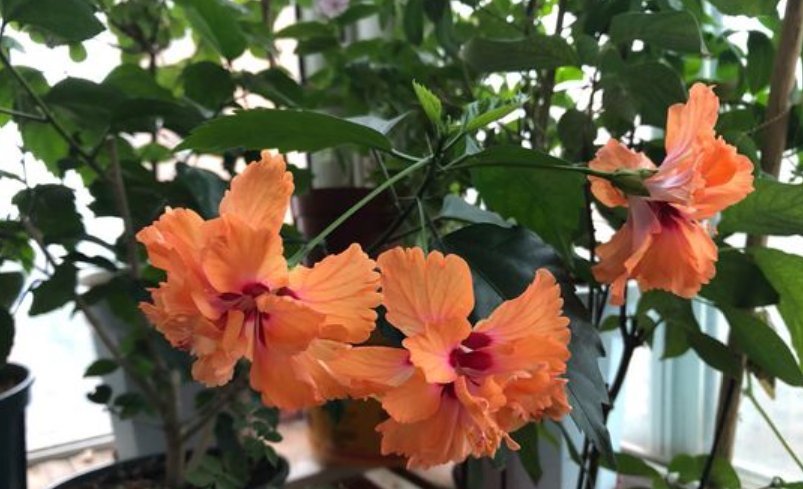 7种全年开花的植物,特别好养,喜欢养花不养它就亏了