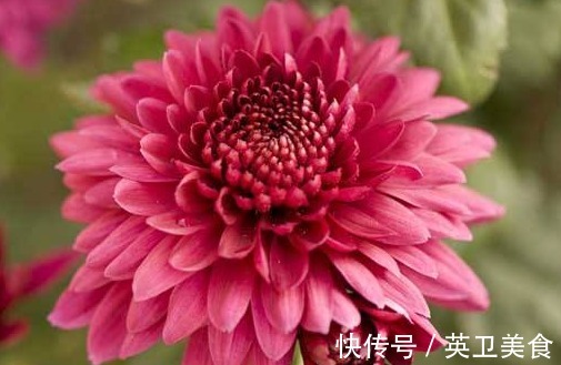 大丽花|养花就养“绝美”的，花卉品种繁多，花朵硕大花色浓艳，美翻了