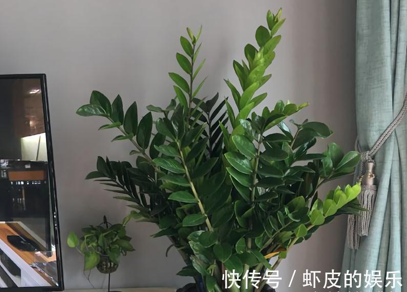 家里养花,不妨从“5福4财”中选,好养好寓意,好看又吉利