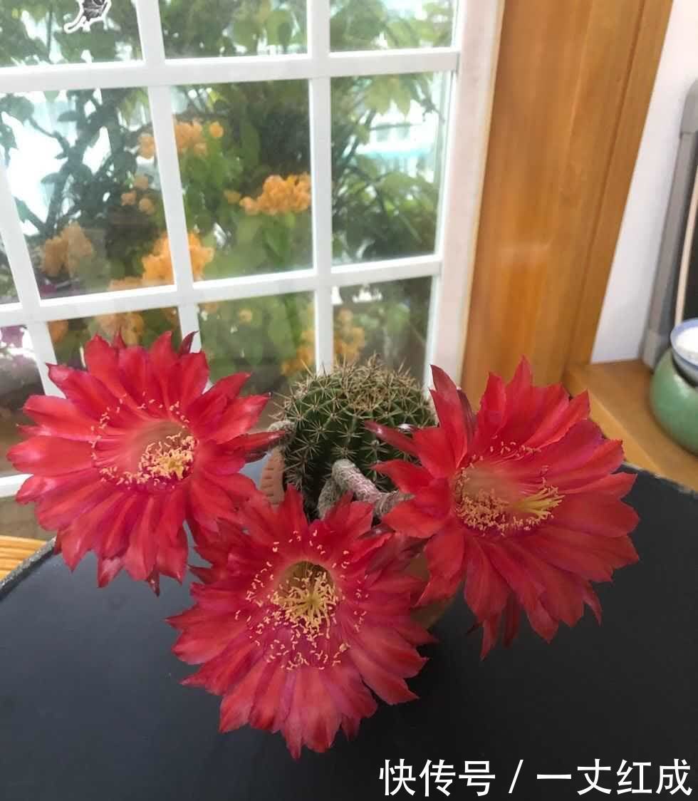 仙人球怎么养才能开花多？记住一点，一棵开20朵，很惊艳