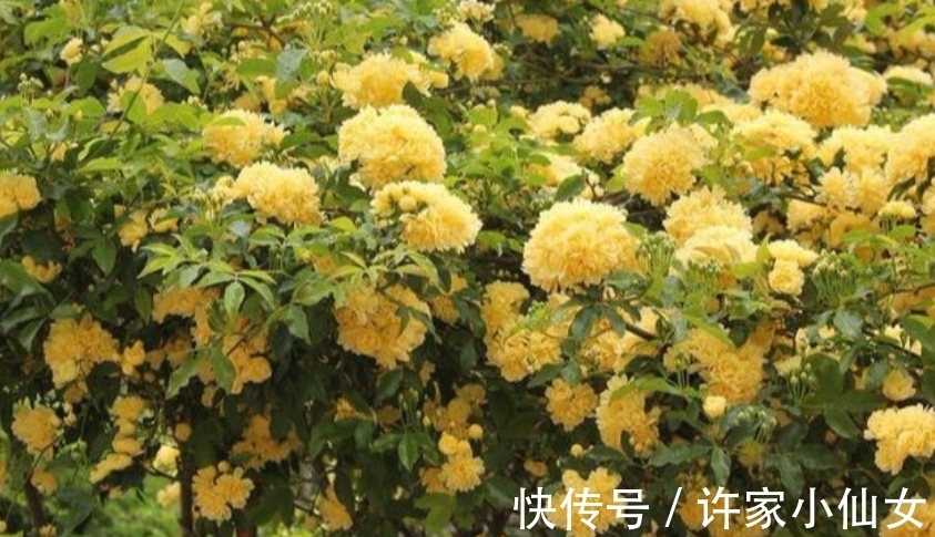 花香|最香的“4种花”，好养又漂亮，花香醉人，一养就上瘾