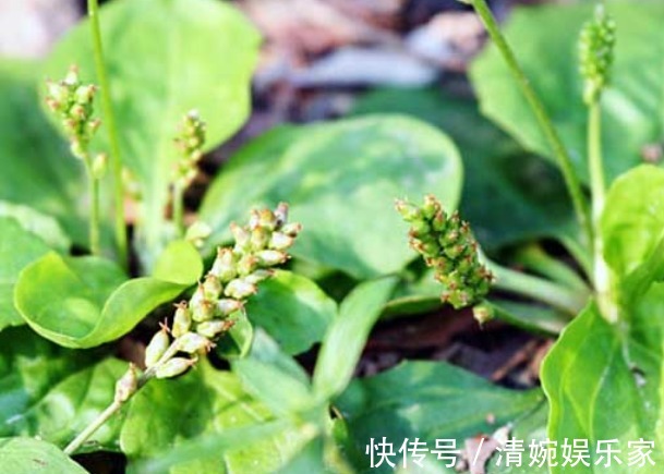 口腔溃疡|车前草除了可以祛痰止咳,竟然还有这么多功效,后悔没多挖点!