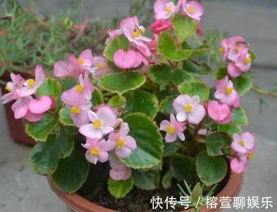 养海棠，这“3种”就得室内养，花苞绕枝上百朵，开成“大花帘”