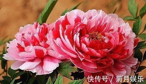 春节过后家里阳台养此款花,满屋子飘香,花开满枝头,开花能手