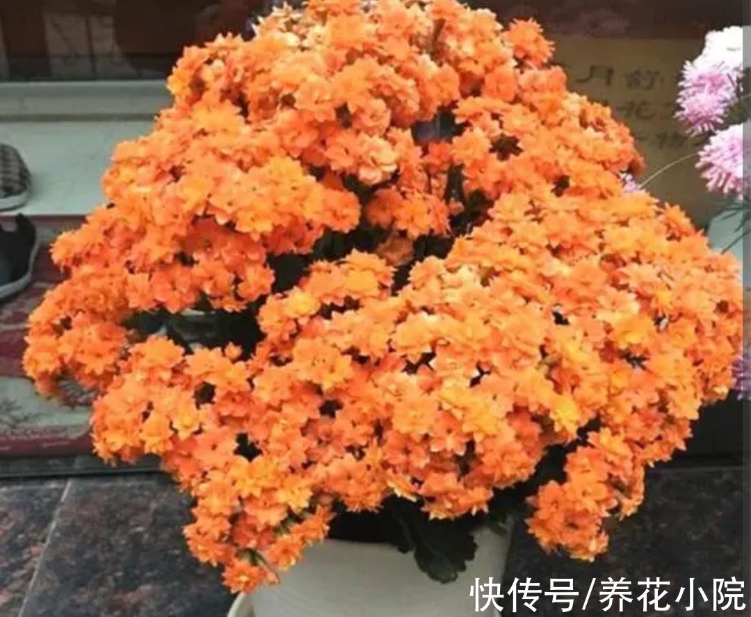 锦簇|长寿花长花苞，给它补上“1种肥”，开出的花朵锦簇，色泽鲜艳