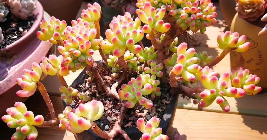 花盆|多肉总烂根,注意这三个小细节,催新芽冒白根,养成小老桩