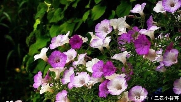 这是“天然”生根剂，路边捡一把，泡在水里，生根快速，浇花也旺