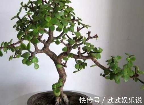 三种越老越值钱的耐旱花，1个月浇1次水，轻轻松松活几十年！